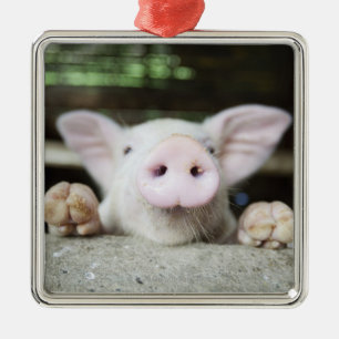 Babygrisen skrivar in, pigleten julgransprydnad metall