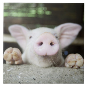 Babygrisen skrivar in, pigleten kakelplatta