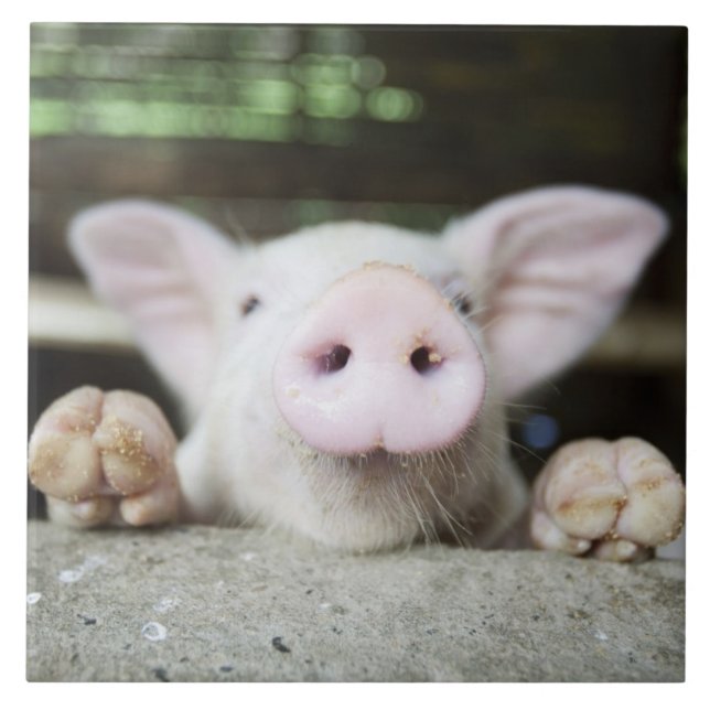Babygrisen skrivar in, pigleten kakelplatta (Framsidan)