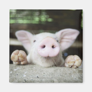 Babygrisen skrivar in, pigleten magnet