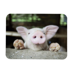 Babygrisen skrivar in, pigleten magnet