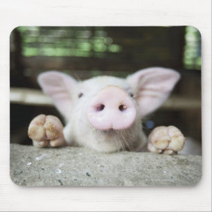 Babygrisen skrivar in, pigleten musmatta
