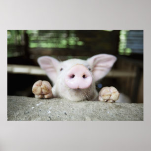 Babygrisen skrivar in, pigleten poster
