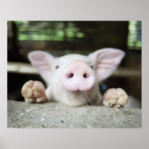 Babygrisen skrivar in, pigleten poster