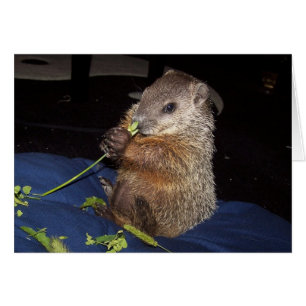 BabyGroundhog kort 2