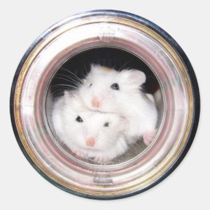 Babyhamster: Travt upp! Runt Klistermärke