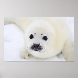 Babyharpan förseglar valpen på is av vithavet poster