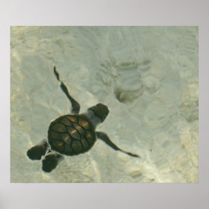 Babyhavssköldpadda som ut simmar till havet poster