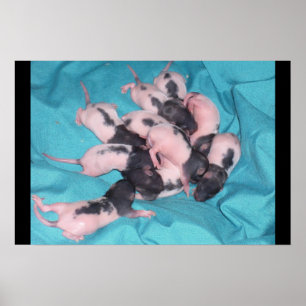 Babyhög Poster