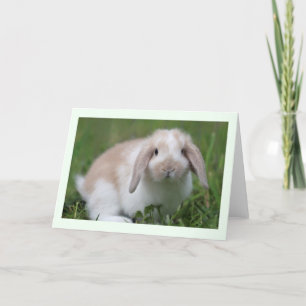 BabyHolland Lop kanin Kort