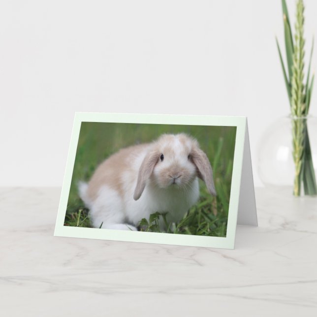 BabyHolland Lop kanin Kort (Framsida)
