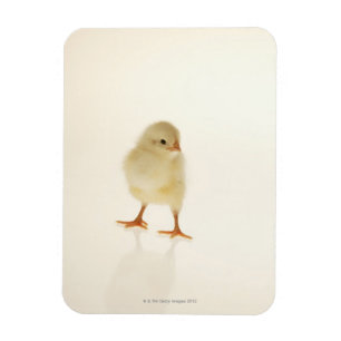 Babyhöna Magnet