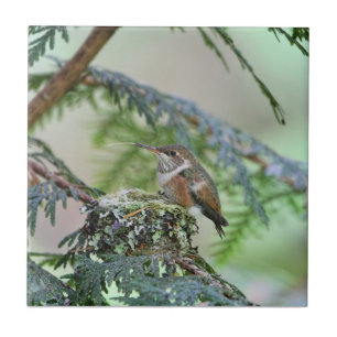 BabyHummingbird som ut klibbar dess tunga Kakelplatta