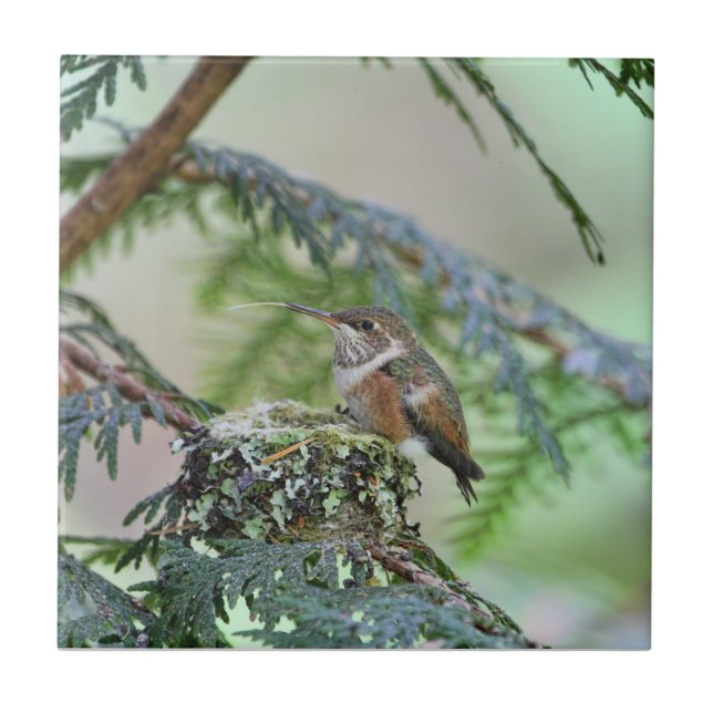 BabyHummingbird som ut klibbar dess tunga Kakelplatta (Framsidan)