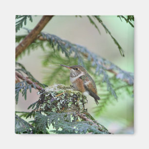 BabyHummingbird som ut klibbar dess tunga Magnet
