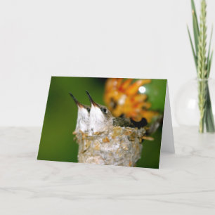 Babyhummingbirds Kort