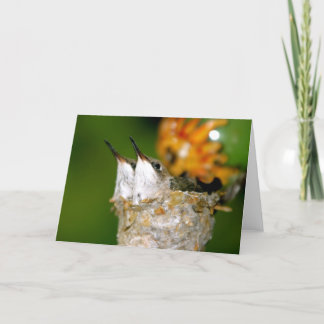 Babyhummingbirds Kort