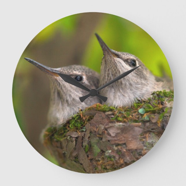 Babyhummingbirds Stor Klocka (Framsida)
