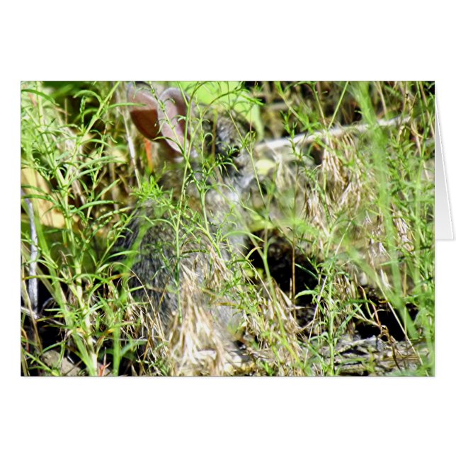 Babykanin OBS Kort (Framsidan Horizontal)