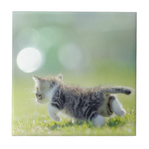 Babykattspring på gräsfält kakelplatta