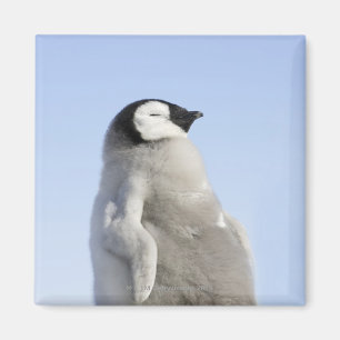 Babykejsarepingvin, snöbackeö magnet