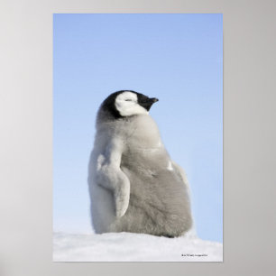 Babykejsarepingvin, snöbackeö poster