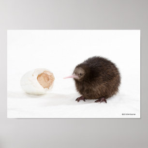 BabyKiwifågel som kläckas från ägget Poster