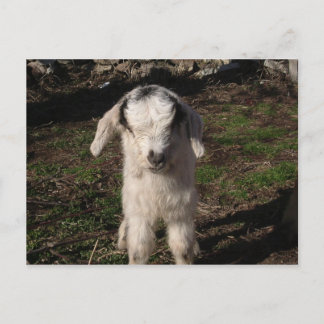 BabyLamb Vykort
