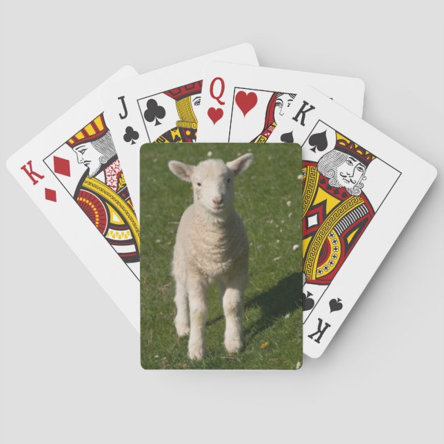 BabyLambfår som leker kort Casinokort (Baksidan)
