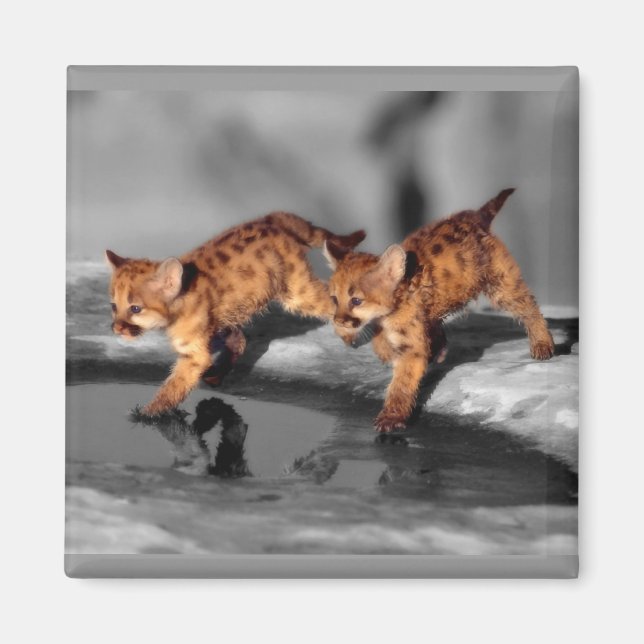 BabyLeopards Magnet (Framsidan)