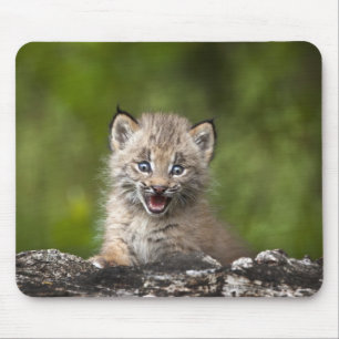 Babylodjur som tittar över ett stupat träd musmatta