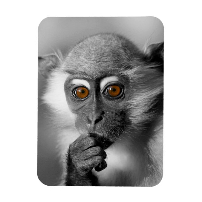 BabyMangabeyapa Magnet (Vertikal)