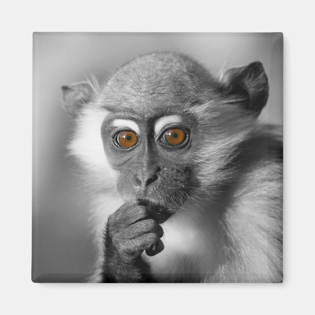 BabyMangabeyapa Magnet (Framsidan)