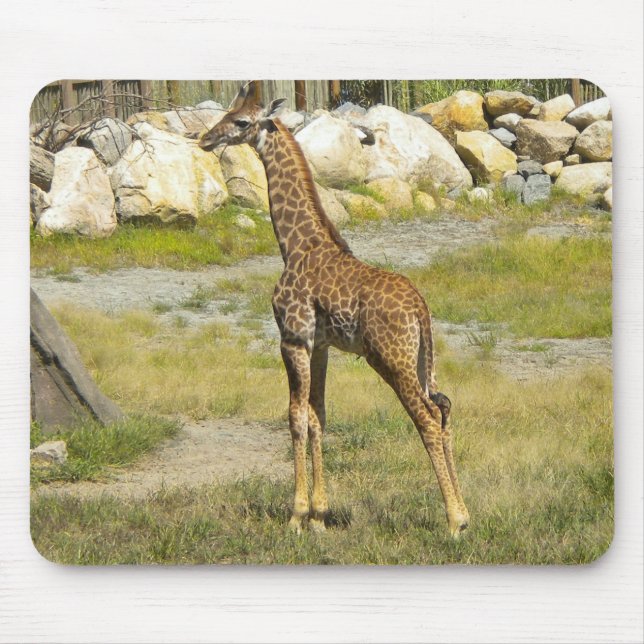 Babyngiraff Musmatta (Framsidan)