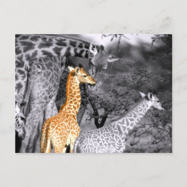 Babyngiraff Vykort (Framsida)