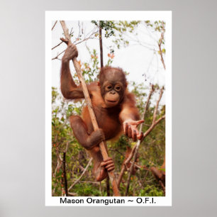 BabyOrangutanMason Poster