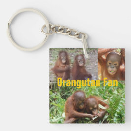 BabyOrangutans i Borneo