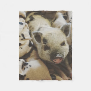 BabyPiglet i en filt