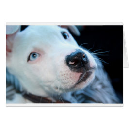 BabyPitbull valp Hälsningskort