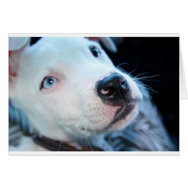 BabyPitbull valp Hälsningskort (Framsidan Horizontal)