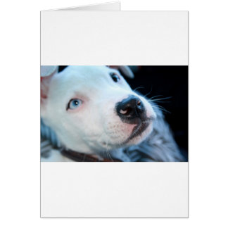 BabyPitbull valp Hälsningskort