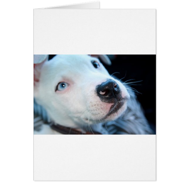 BabyPitbull valp Hälsningskort (Framsidan)