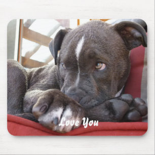 BabyPitbull valp Musmatta