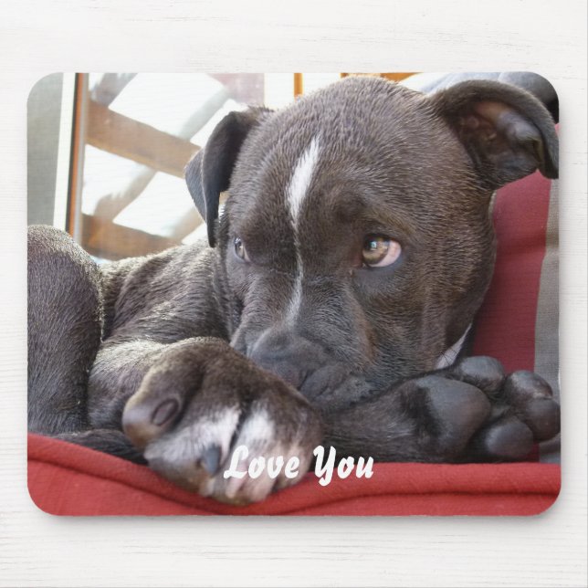 BabyPitbull valp Musmatta (Framsidan)