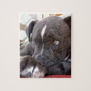 BabyPitbull valpar Pussel