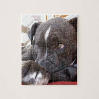 BabyPitbull valpar Pussel