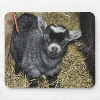 BabyPygmyget Musmatta