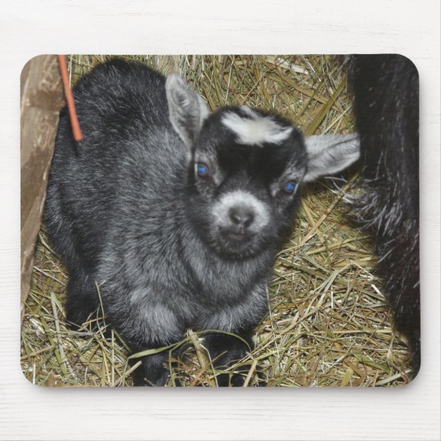 BabyPygmyget Musmatta (Framsidan)