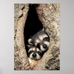 Babyraccoons i trädhålProcyon Poster