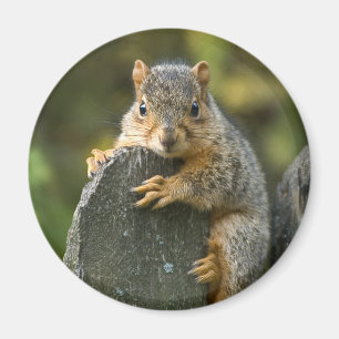 Babyrävekorre Magnet